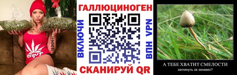 мега ссылка  Чита  Псилоцибиновые грибы Magic Shrooms 